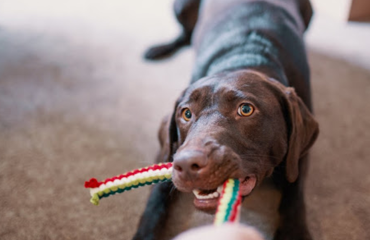 wags-and-whiskers-banner